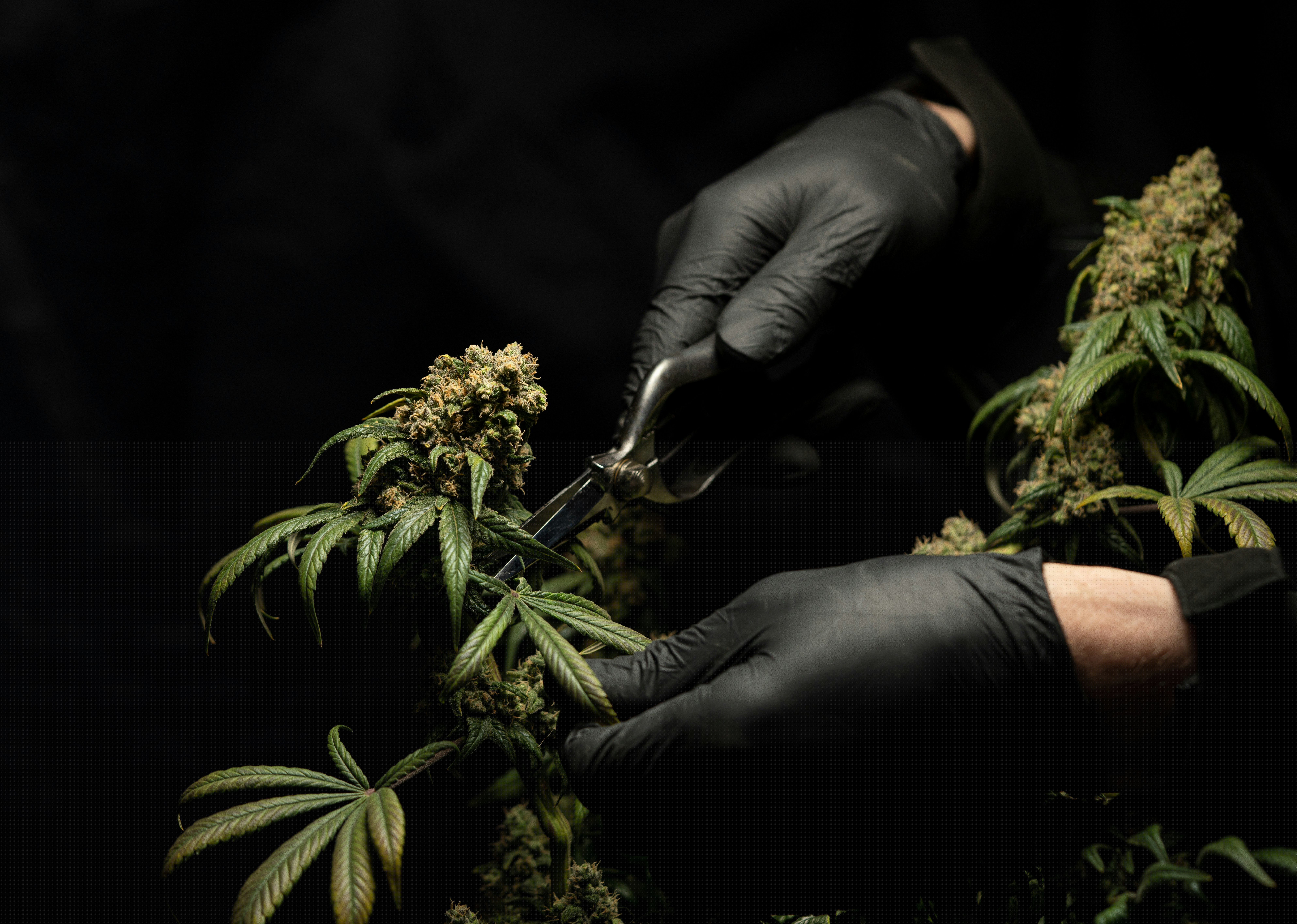 Hemp plant leaves and CBD bottle representing cannabinoid education and hemp science research