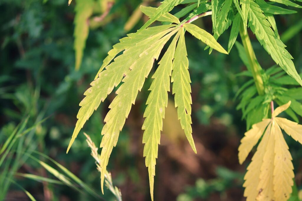 Industrial hemp field with green leaves